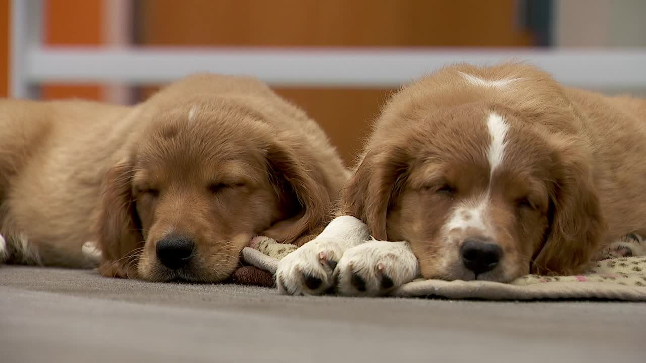 36 dogs rescued from unlicensed breeder in Cass County — Andover Community news